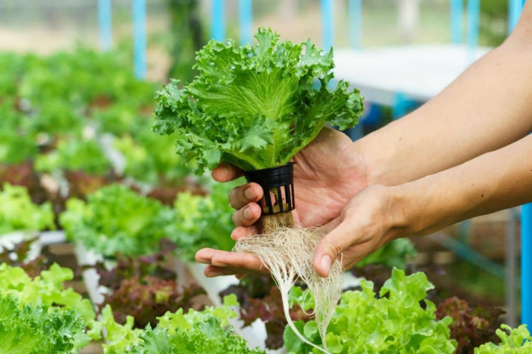 The hydroponic farming solution to climate change; mitigation and adaptation