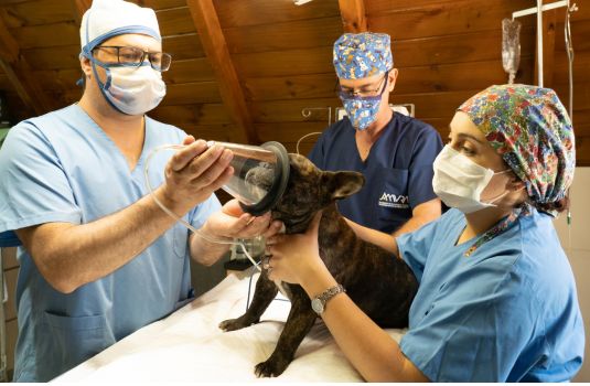 regular veterinary check-up