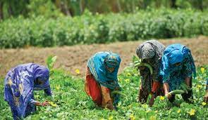 The importance of women’s participation in Agriculture and their empowerment in Pakistan