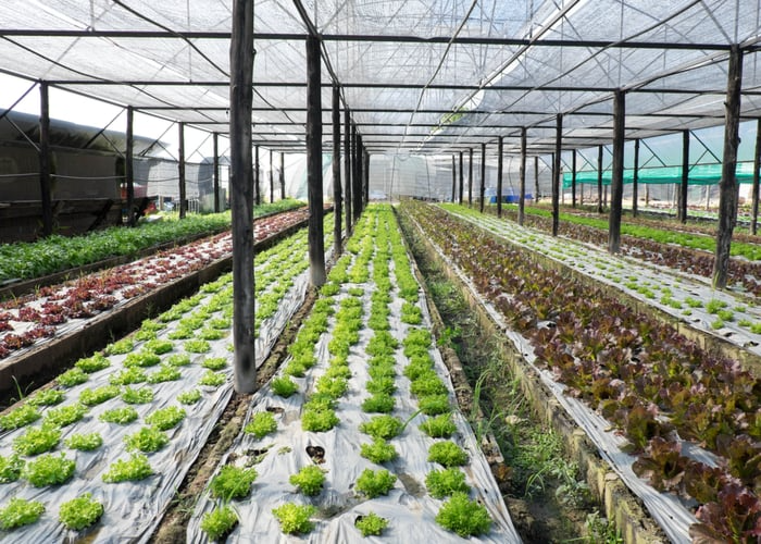 The Role of hydroponic farming in sustainable agriculture Practices