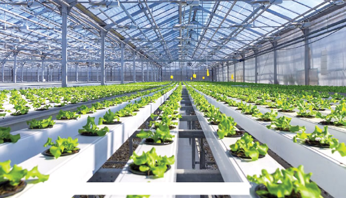 Hydroponic farming as a solution for food security challenges in urban areas