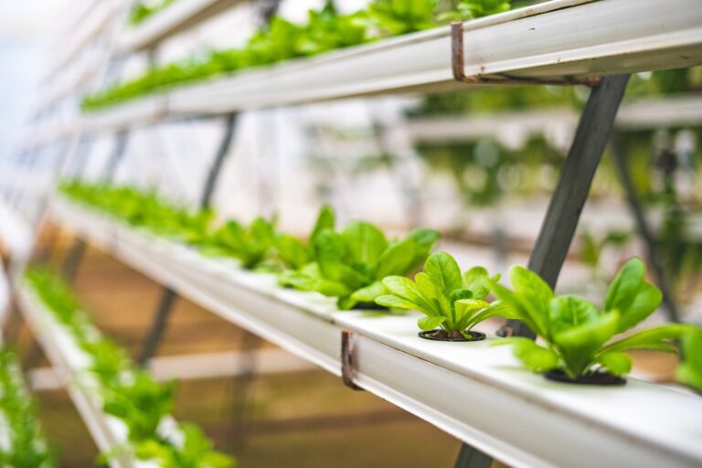 Hydroponic Farming and its Impact on Water Usage and Conservation