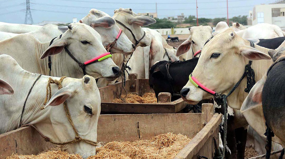Livestock potential in Pakistan