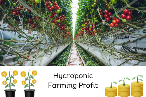 Economics of Hydroponic Farming: Costs, Benefits, & Profitability