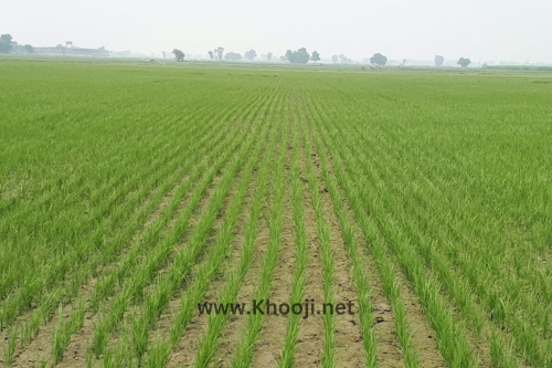 The importance of irrigation systems in improving crop yields in Pakistan