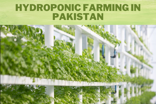 Hydroponic farming can address food security challenges in Pakistan