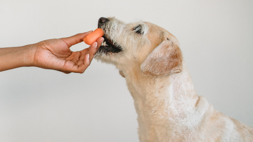 add Carrots in dog diet