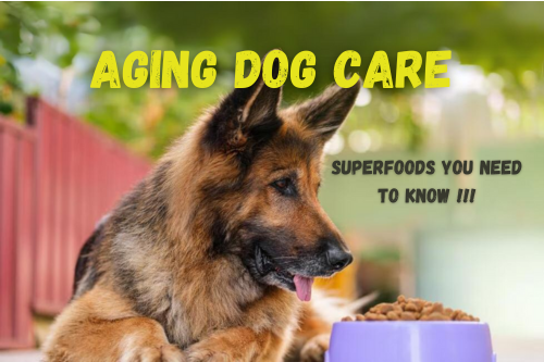 Superfoods to Support the Health of Your Aging Dog
