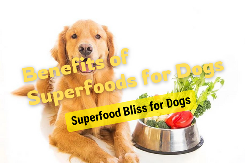 Exploring the Nutritional Benefits of Superfoods for Dogs