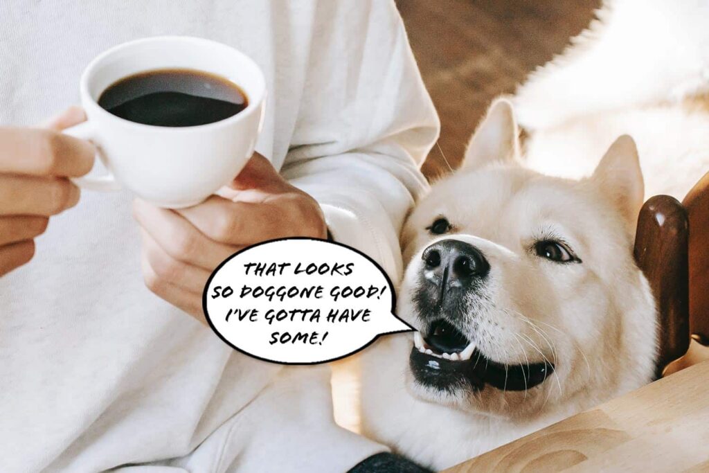 Its look yummy...Coffee Safe for Your Dog?